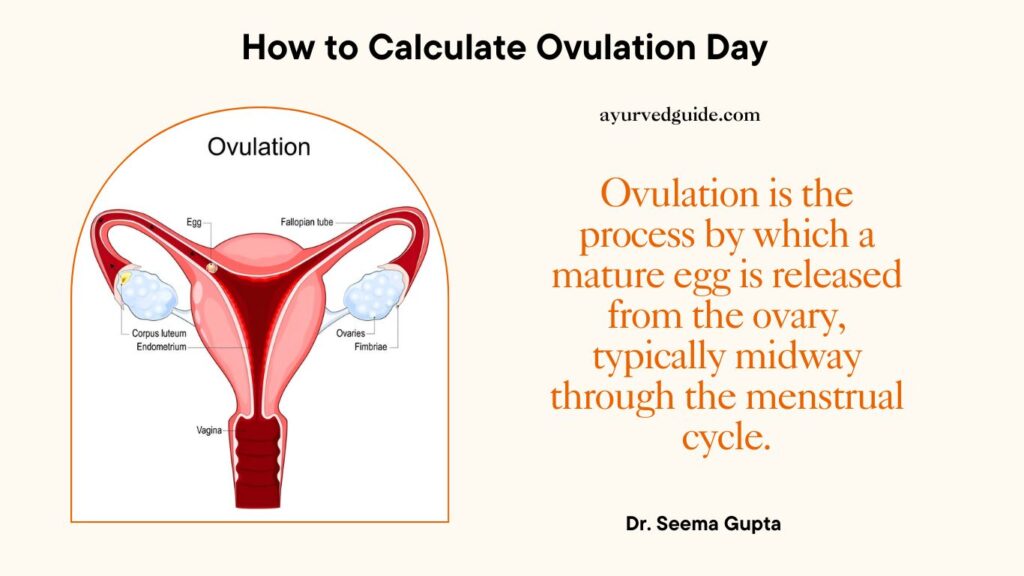 What is Ovulation