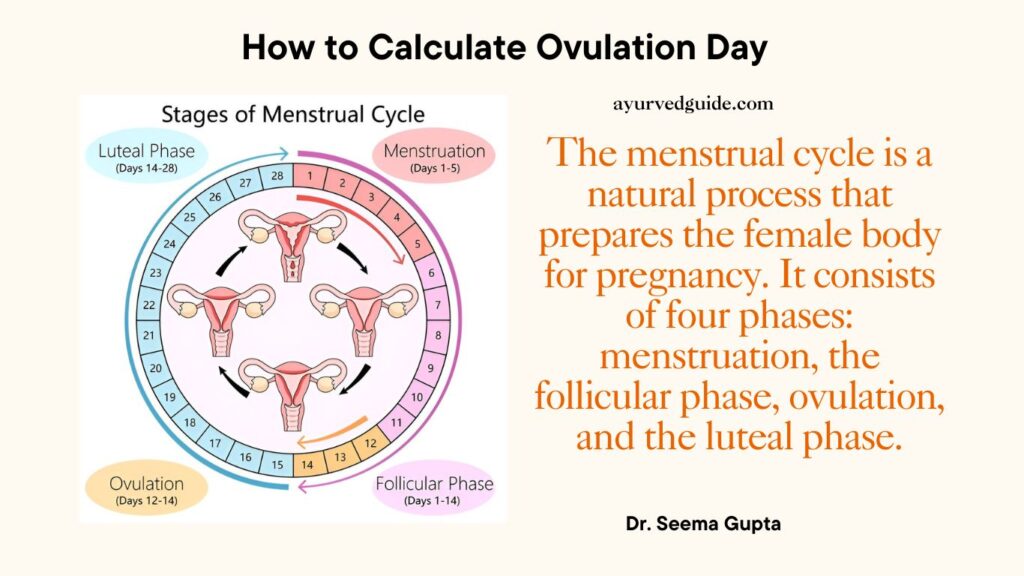 menstrual cycle