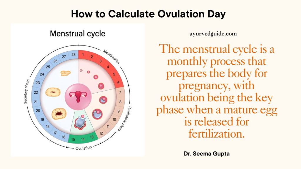 calculate menstrual cycle and ovulation